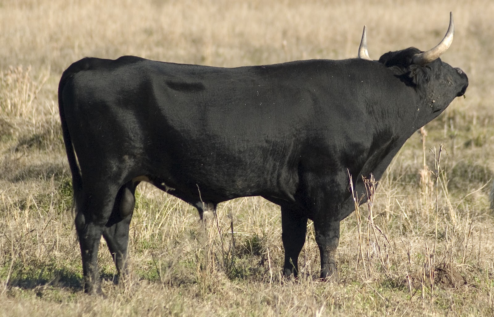 Animals Wallpapers: Dangerous Black Bull HD Wallpapers 2012